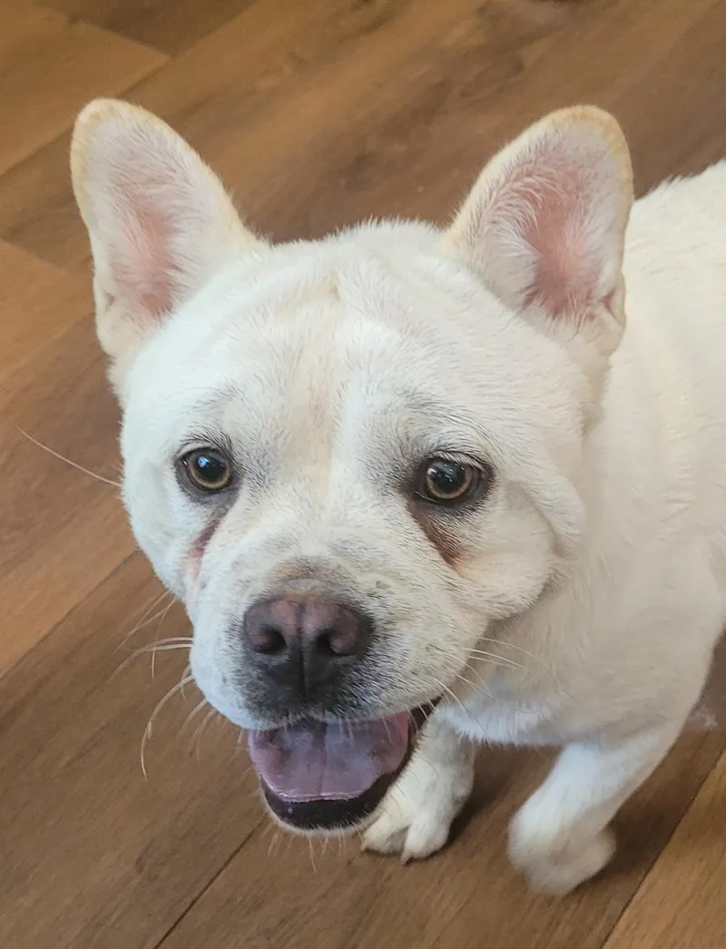 A young medium-sized female Apricot / Beige French Bulldog dog named Mei for adoption in Catlettsburg, KY