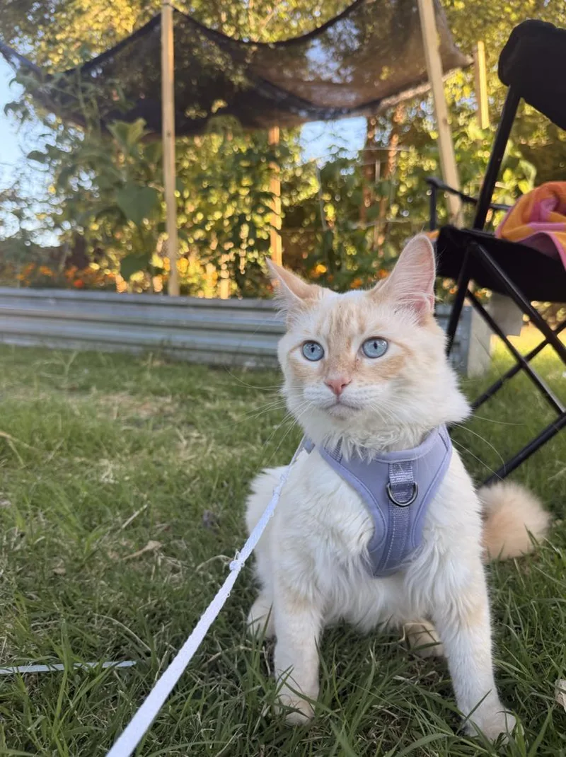 An adult medium-sized male Orange & White Domestic Long Hair cat named Pudding for adoption in Davis, CA