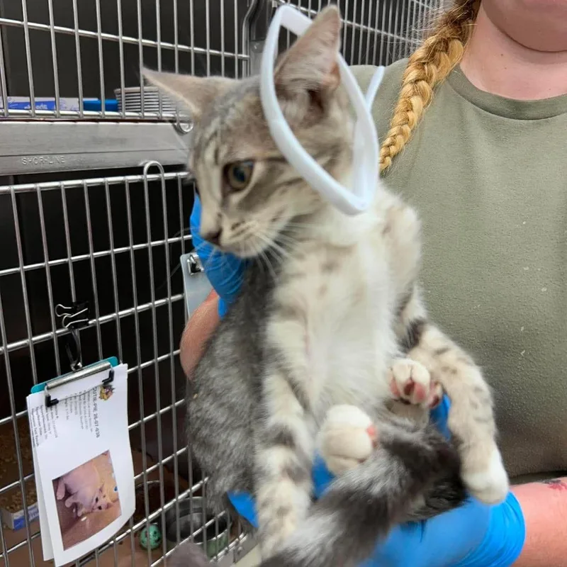 A baby small-sized male Gray / Blue / Silver Domestic Short Hair cat named Toddy for adoption in Bastrop, TX