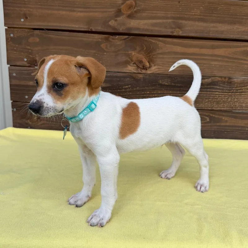 A baby small-sized male White / Cream Terrier dog named Boombap for adoption in Carencro, LA