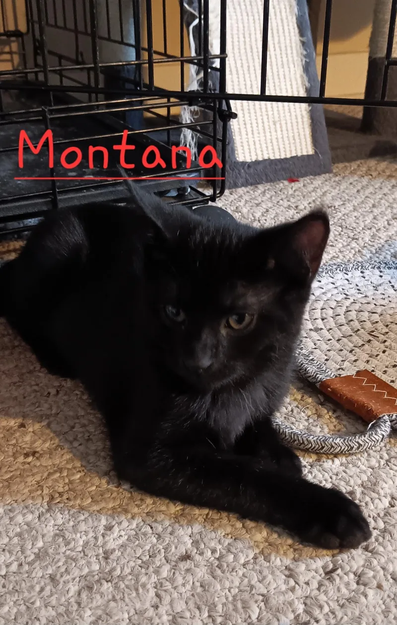 A baby medium-sized male Black Domestic Medium Hair cat named Montana for adoption in Menasha, WI