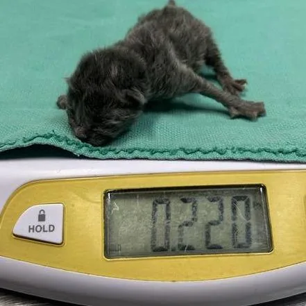 A baby small-sized male Domestic Medium Hair cat named Ash for adoption in Tacoma, WA
