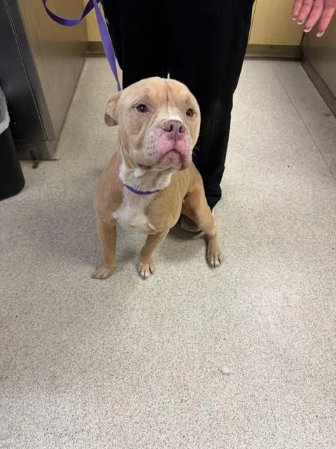 An adult large-sized male Pit Bull Terrier dog named Nugget for adoption in Riverside, CA