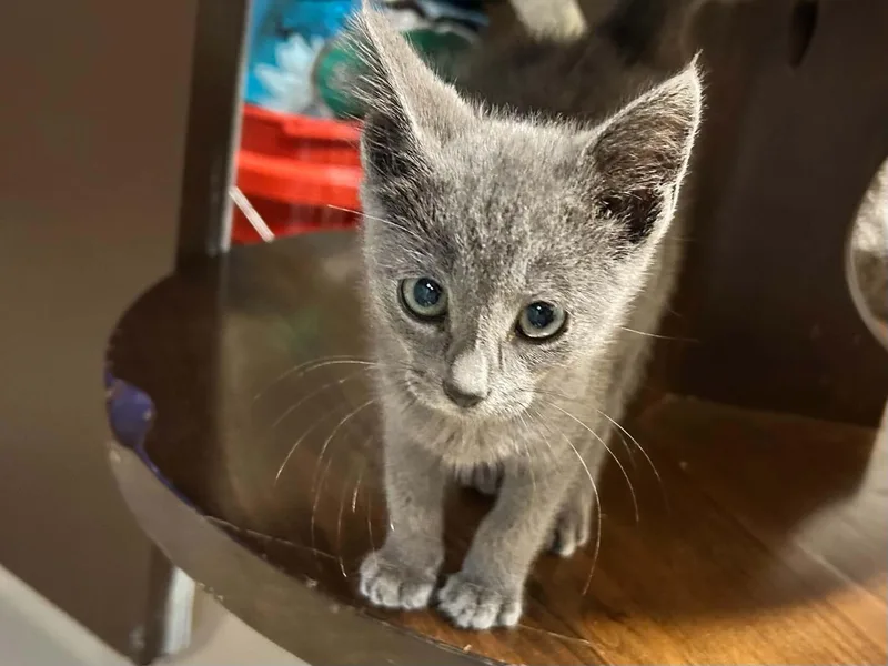A baby small-sized female Domestic Short Hair cat named Libby for adoption in Clymer, PA