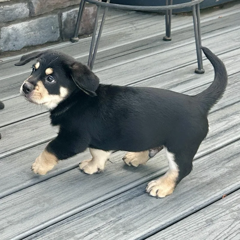 A baby medium-sized male Australian Shepherd dog named Buzz for adoption in McHenry, IL