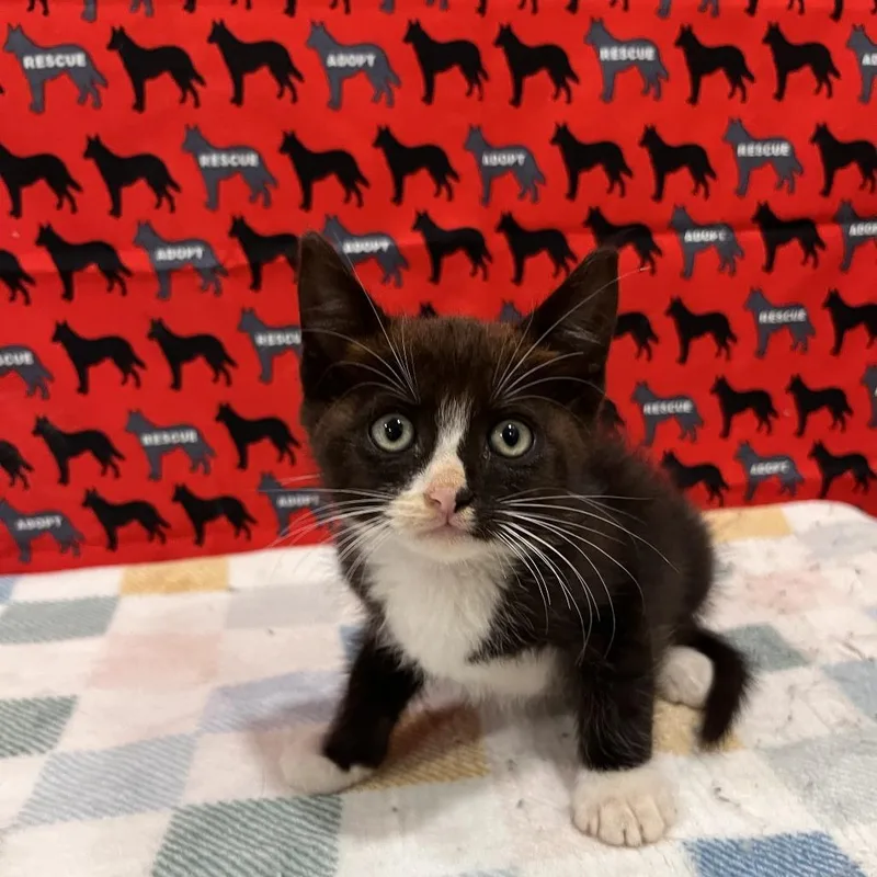 A baby small-sized male Black Domestic Short Hair cat named Tallahasee for adoption in Washburn, MO