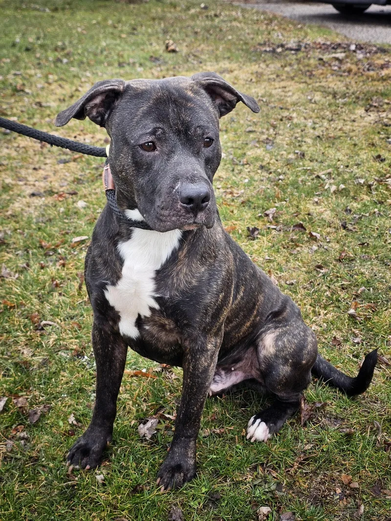 An adult medium-sized male Boxer dog named Hemlock for adoption in Bay City, MI