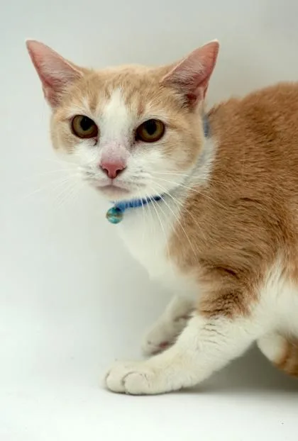 A young small-sized female Domestic Short Hair cat named Marmalade for adoption in Bowling Green, KY