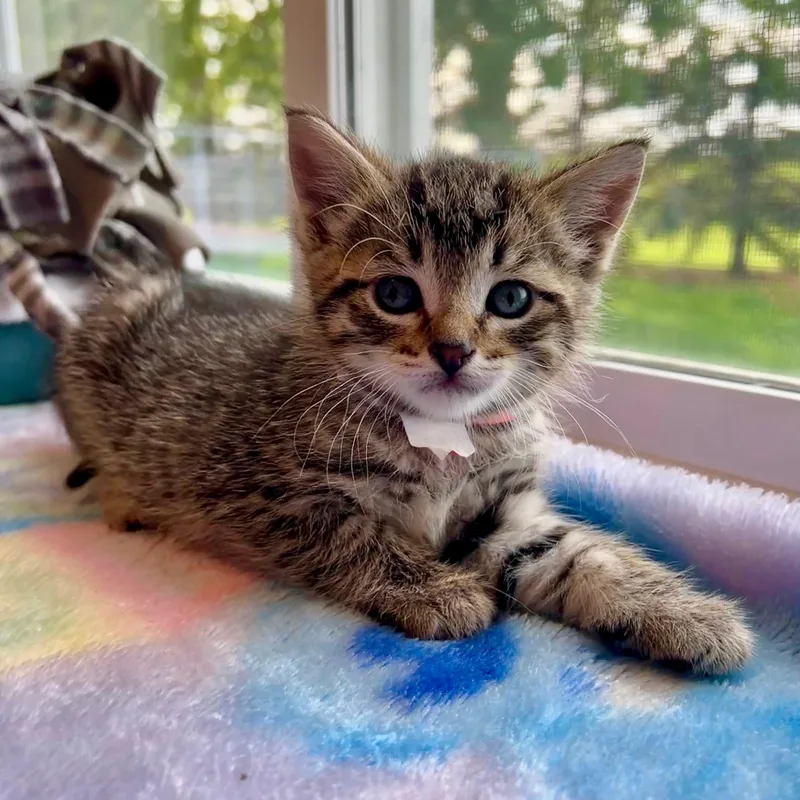 A baby medium-sized male Tabby (Brown / Chocolate) Domestic Short Hair cat named Carl for adoption in Jamestown, ND