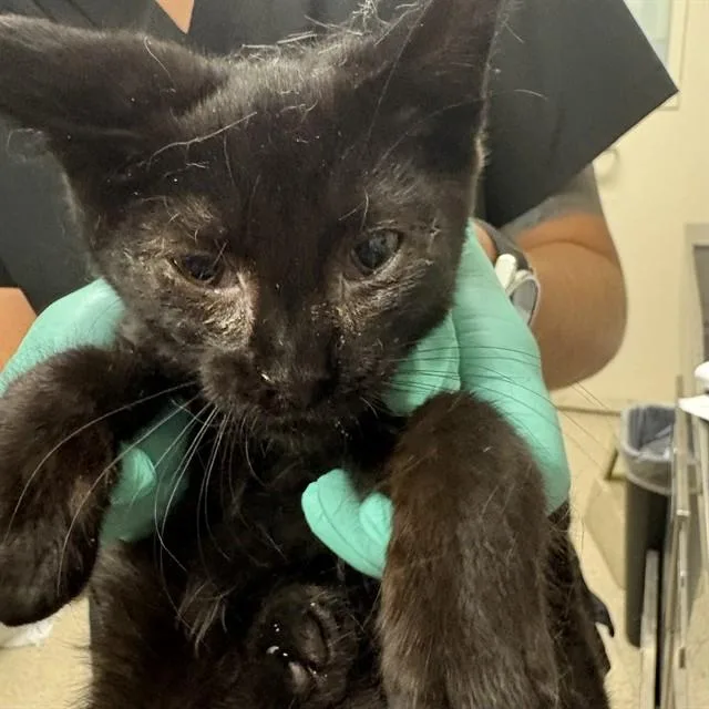 A baby small-sized male Domestic Short Hair cat named Reiner for adoption in Riverside, CA