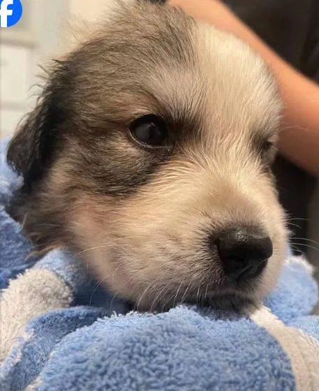 A baby small-sized male Great Pyrenees dog named Addison Pups: George for adoption in Dallas, TX