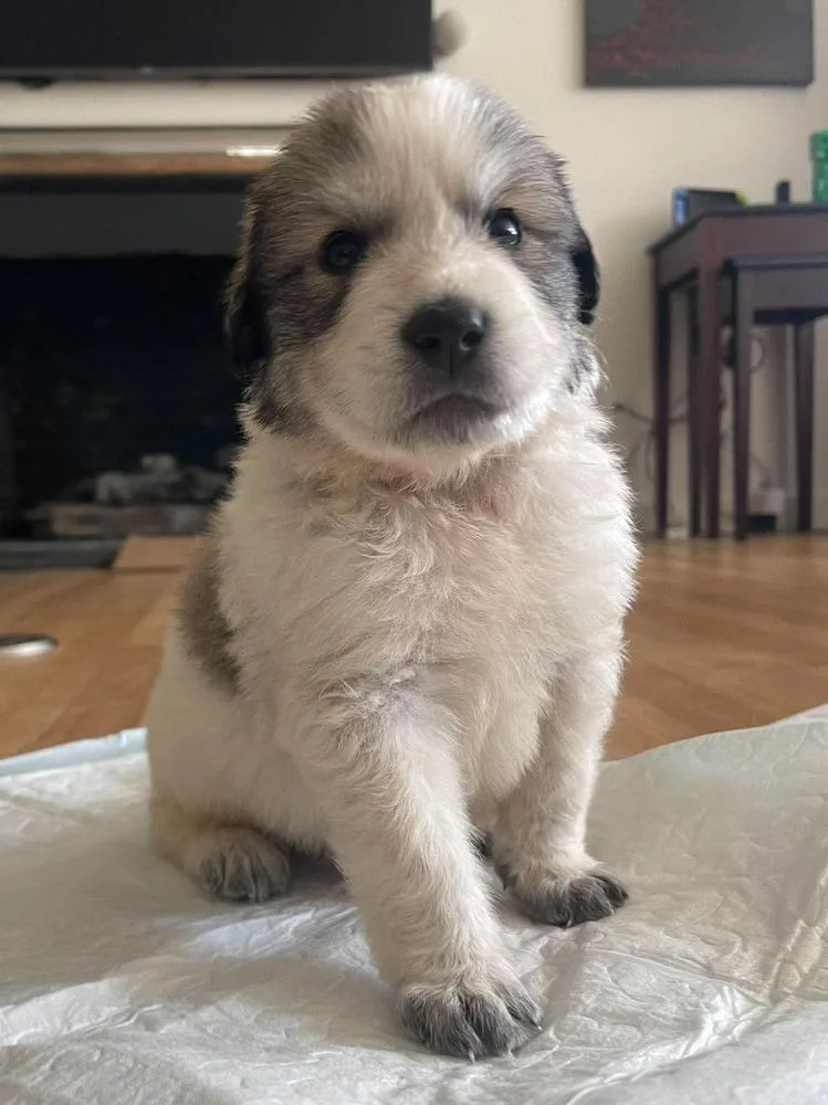 Addison Pups: George thumbnail 2