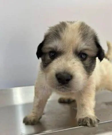 Addison Pups: George thumbnail 3