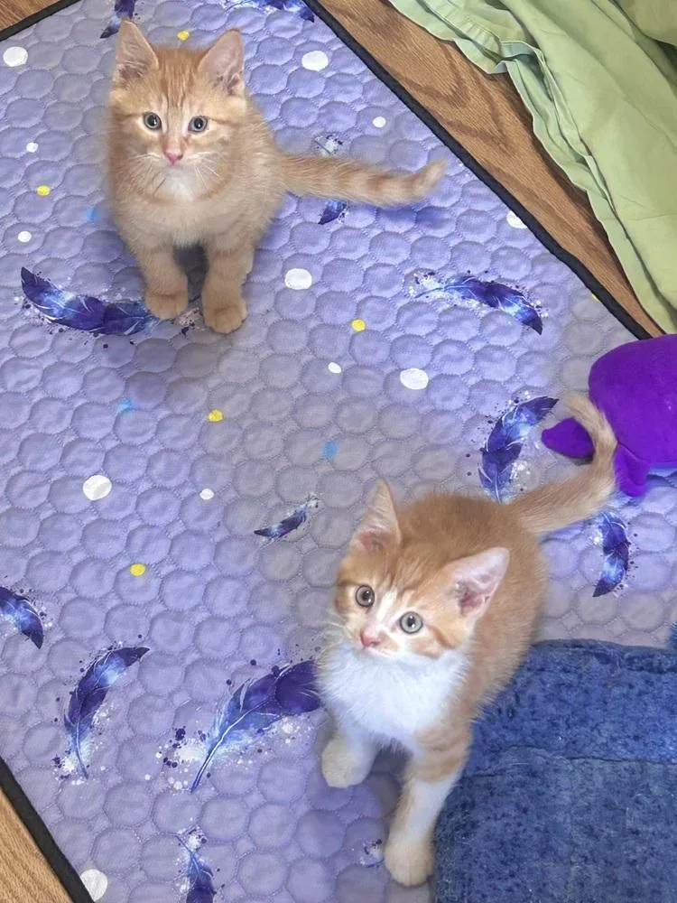 A baby medium-sized male Orange & White Domestic Long Hair cat named Ginger for adoption in Clinton Township, MI