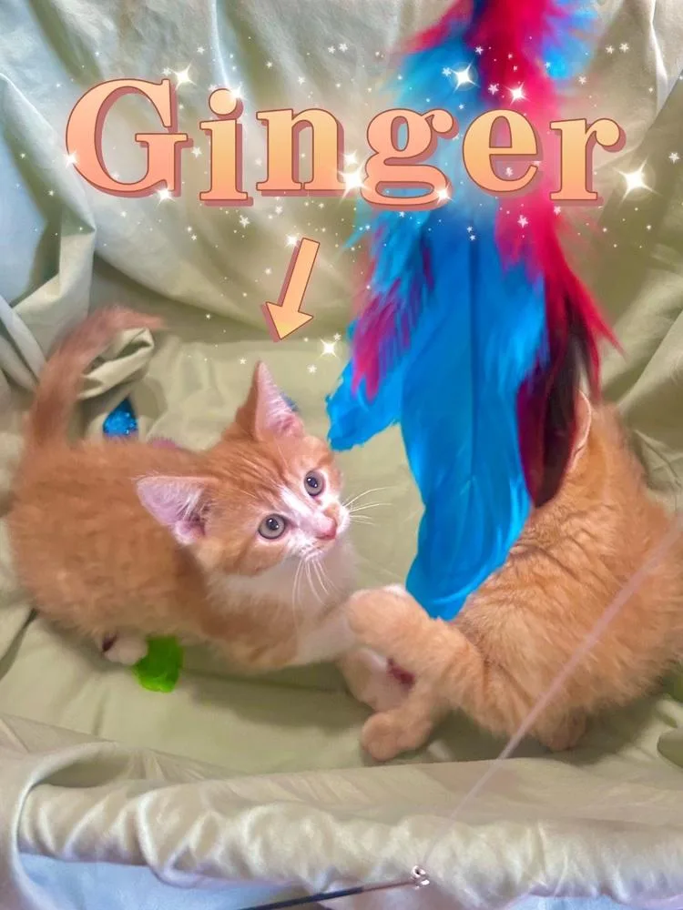 Ginger thumbnail 2