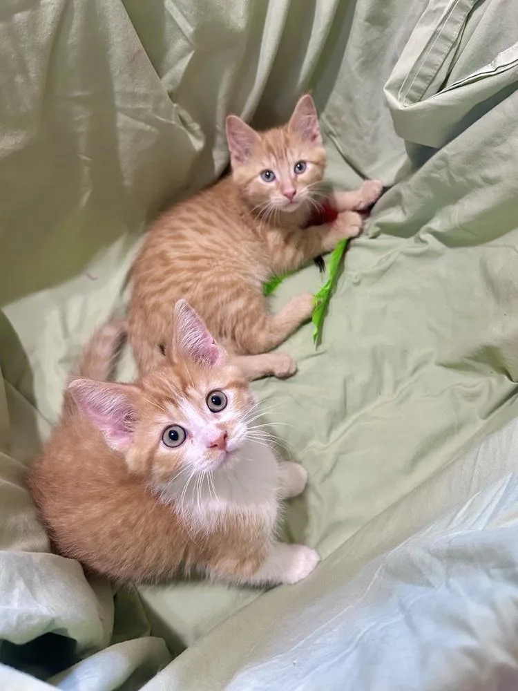 Ginger thumbnail 3
