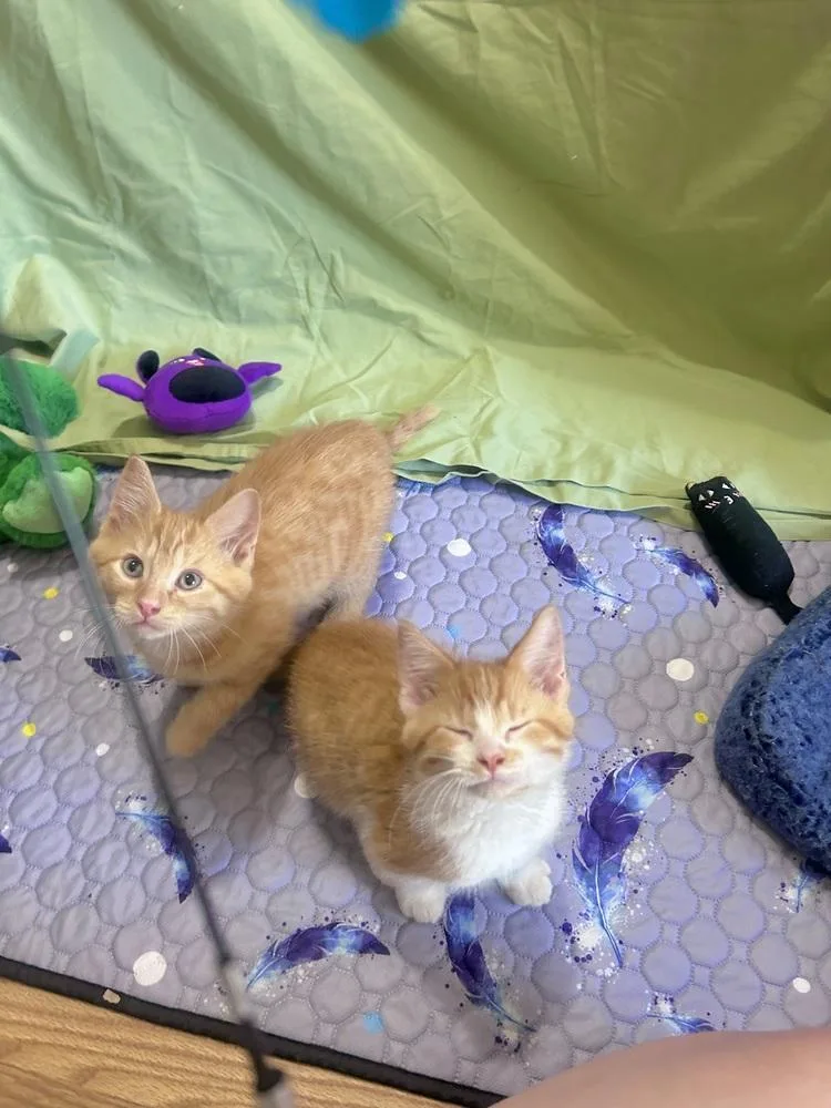 Ginger thumbnail 4