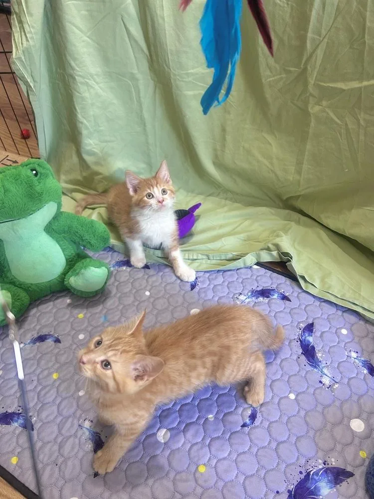 Ginger thumbnail 5