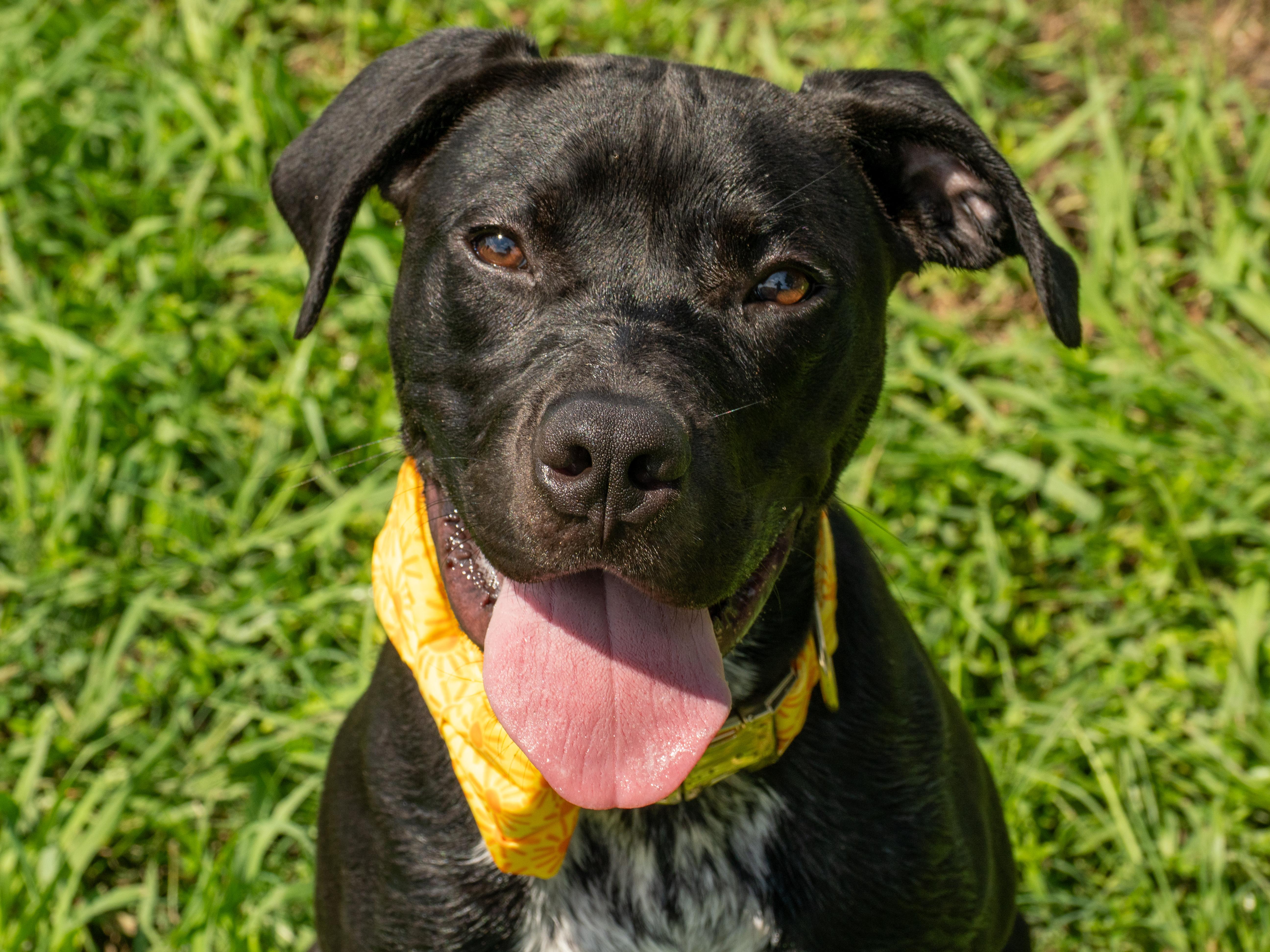 A young large-sized male Black Mixed Breed dog named Mack for adoption in Myrtle Beach, SC