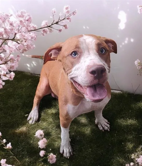 An adult medium-sized female Mixed Breed dog named Annabelle for adoption in Jacksonville, FL