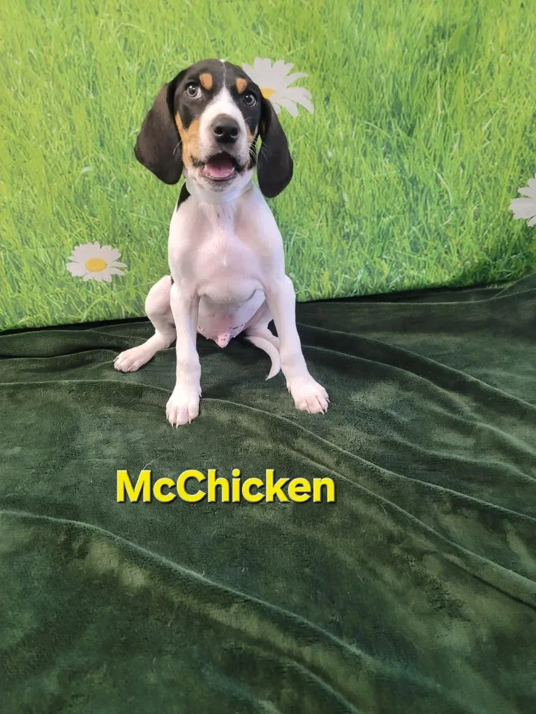Mcchicken