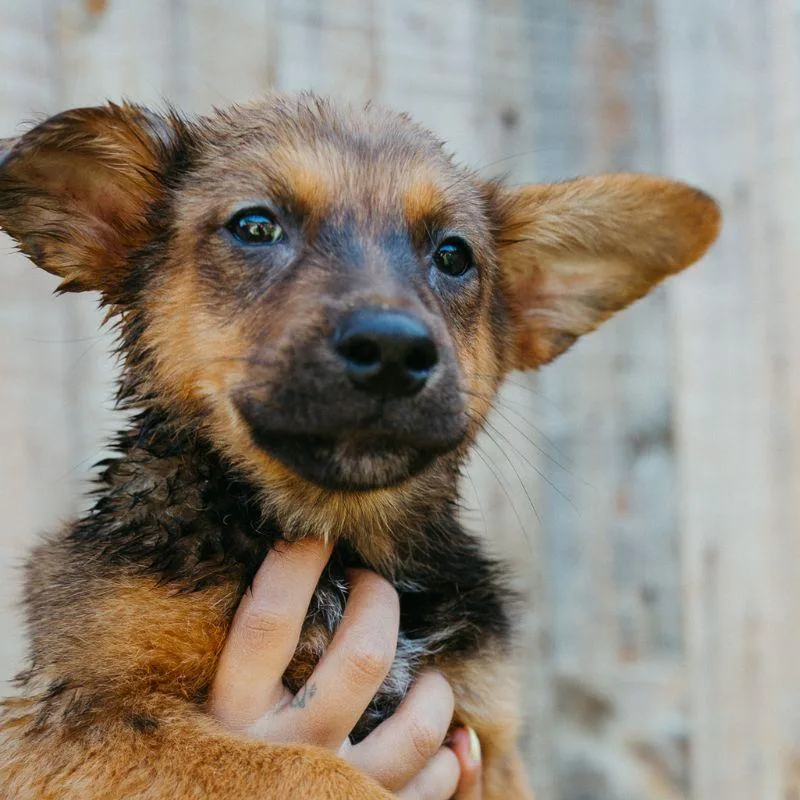 A baby medium-sized male Australian Cattle Dog / Blue Heeler dog named Bobber for adoption in Jackson, WY