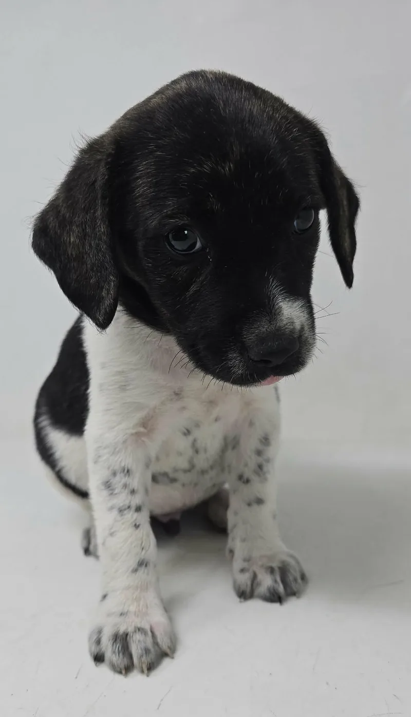 A baby medium-sized male Black Labrador Retriever dog named Will Take Charge for adoption in Newport, TN