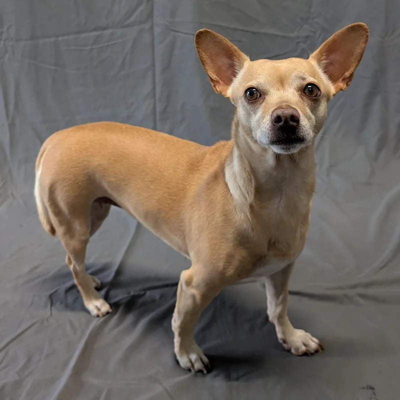 An adult small-sized female Yellow / Tan / Blond / Fawn Chihuahua dog named Princess Leia for adoption in Lowell, AR