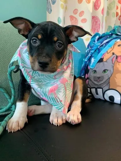 Trinity Pup
