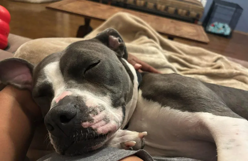 An adult medium-sized female Pit Bull Terrier dog named Maddie for adoption in Lockport, NY