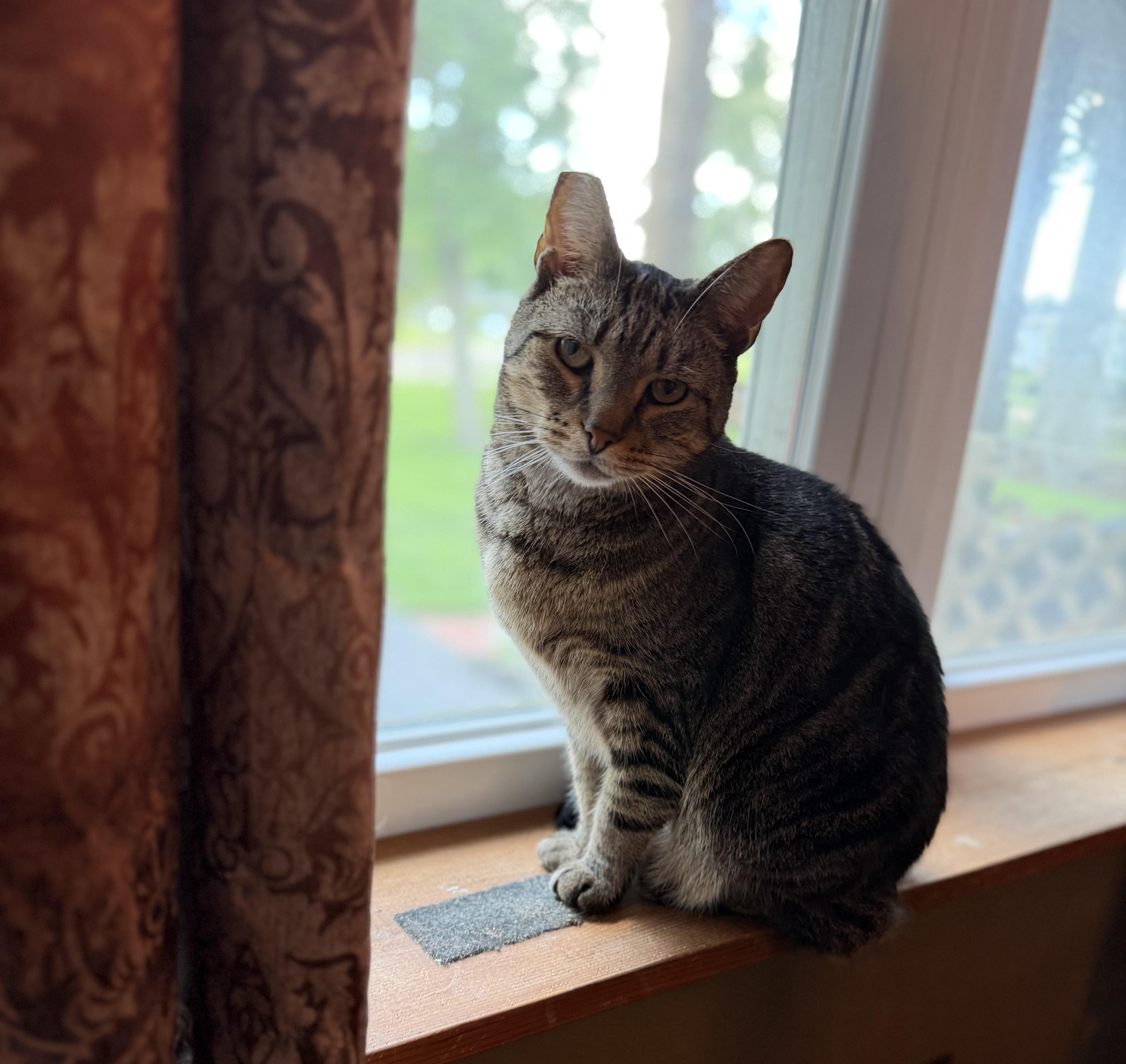 An adult medium-sized male Tabby (Brown / Chocolate) Tabby cat named Slim for adoption in Plain City, OH