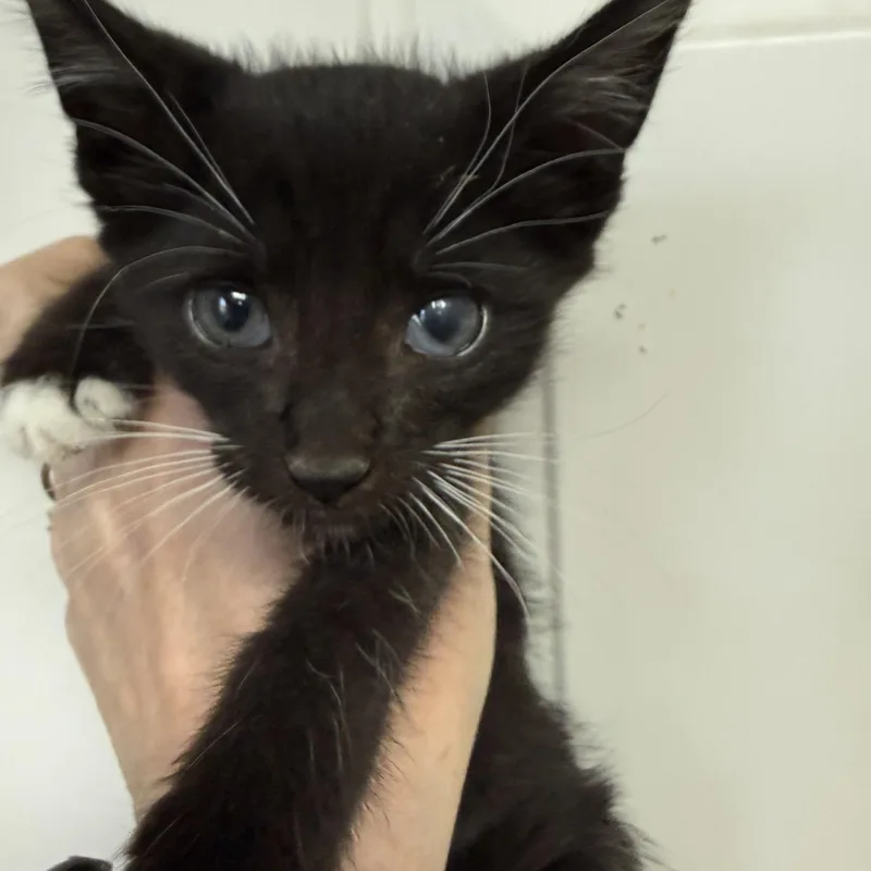 A baby medium-sized male Black Tuxedo cat named Sven for adoption in Columbia, SC