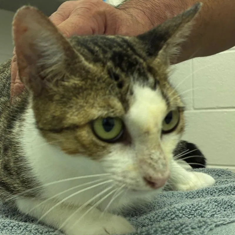 A young medium-sized female Domestic Short Hair cat named Simone for adoption in Corpus Christi, TX