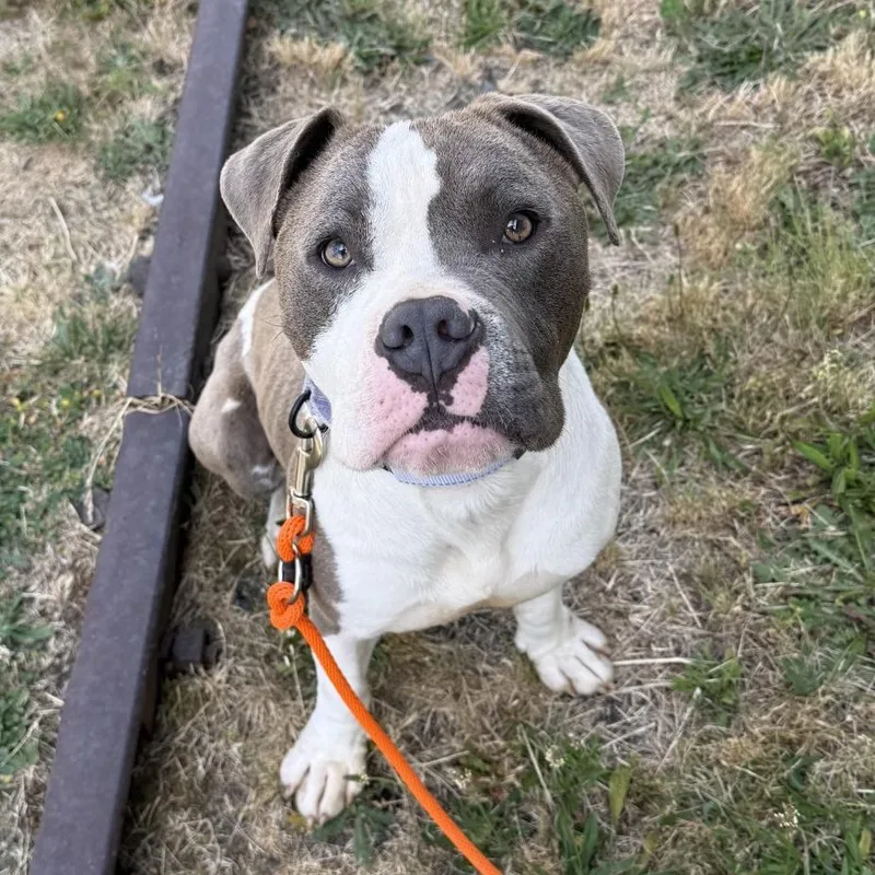 An adult medium-sized male Gray / Blue / Silver Pit Bull Terrier dog named Chandler for adoption in Tacoma, WA