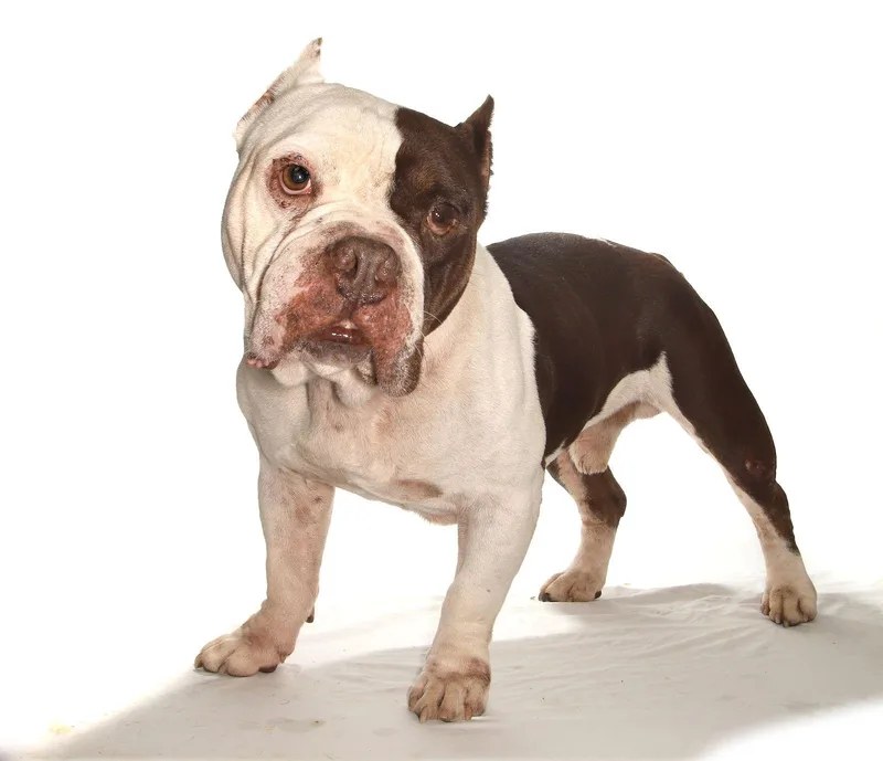 Davinchi thumbnail 3