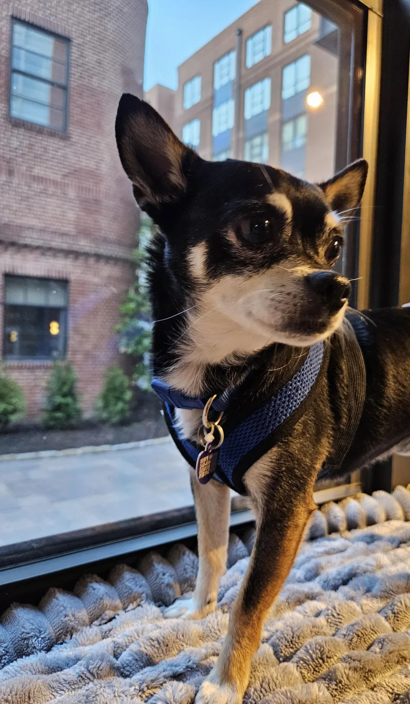 A senior small-sized male Black Chihuahua dog named Don for adoption in Rockville, MD