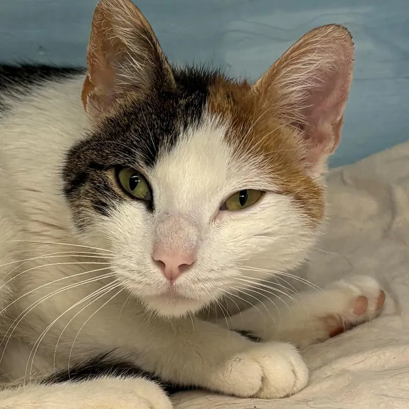 A young medium-sized female Calico Domestic Short Hair cat named Kassy for adoption in East Hanover, NJ