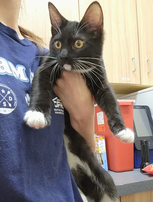 A baby small-sized female Domestic Short Hair cat named Angel for adoption in Kennewick, WA