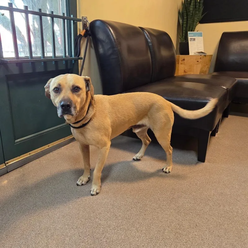 An adult medium-sized male Yellow / Tan / Blond / Fawn Labrador Retriever dog named Bandit for adoption in Pasadena, CA