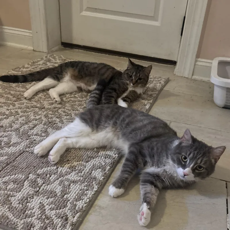 A young medium-sized male Gray & White Domestic Short Hair cat named Pickle for adoption in Newark, NJ