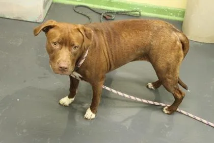 A young medium-sized female American Staffordshire Terrier dog named Bailey for adoption in Picayune, MS