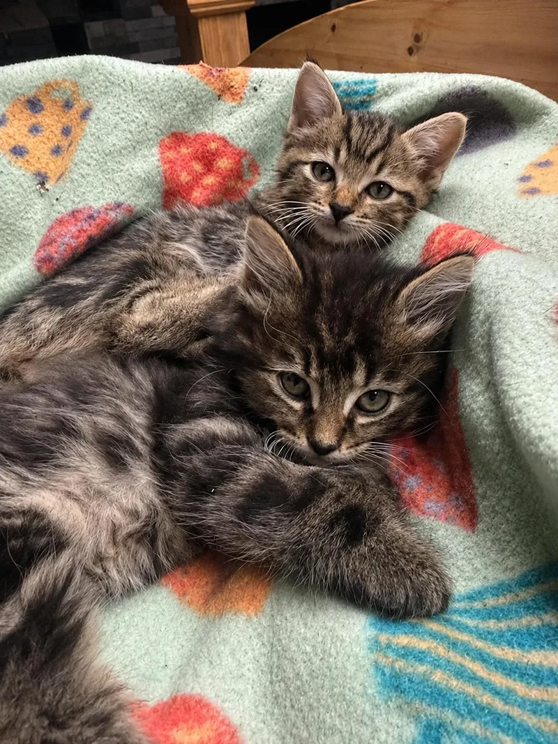 A young large-sized female Tabby (Brown / Chocolate) Domestic Medium Hair cat named Chunk & Snickers for adoption in Soddy Daisy, TN