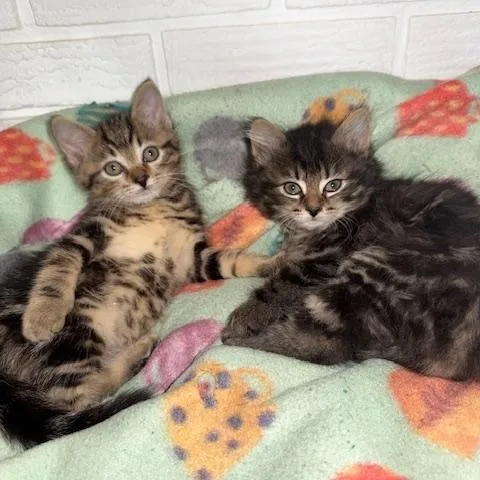 Chunk & Snickers thumbnail 2