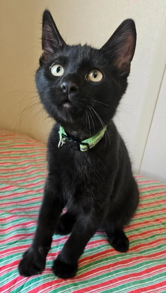 A baby small-sized male Domestic Short Hair cat named Mowgli for adoption in Fremont, OH