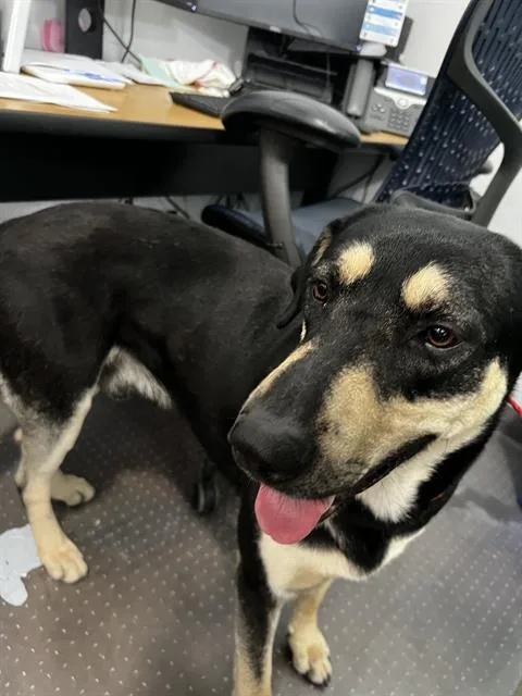 A young large-sized male Mixed Breed dog named Clyde for adoption in Dallas, TX