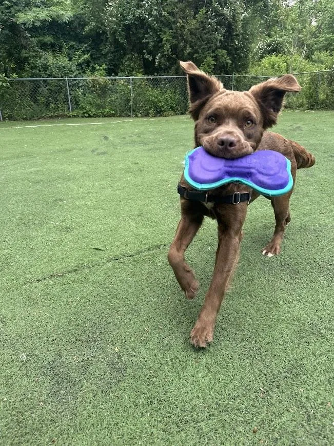 A baby medium-sized female Mixed Breed dog named Daphne for adoption in Ocean View, NJ