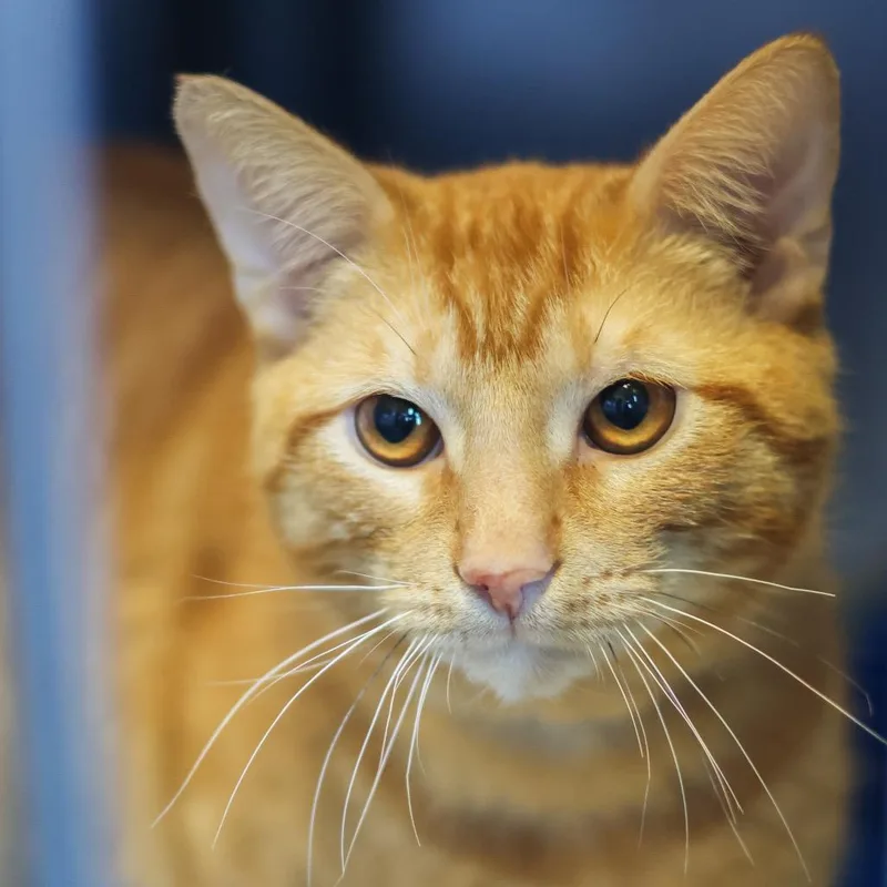 A young medium-sized male Orange / Red Domestic Short Hair cat named Antonio for adoption in Wilmington, DE