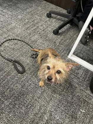 A senior small-sized male Mixed Breed dog named Buster for adoption in West Chester, PA