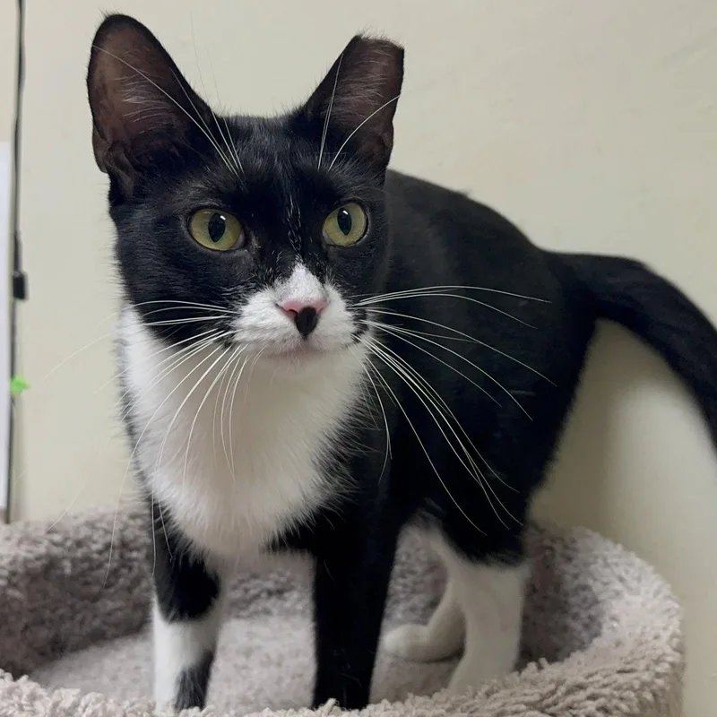 A young medium-sized female Black & White / Tuxedo Tuxedo cat named Violet Absoluteangel for adoption in Houston, TX