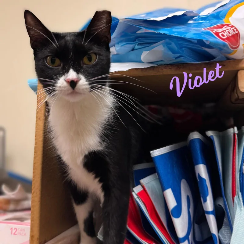 Violet Absoluteangel thumbnail 3